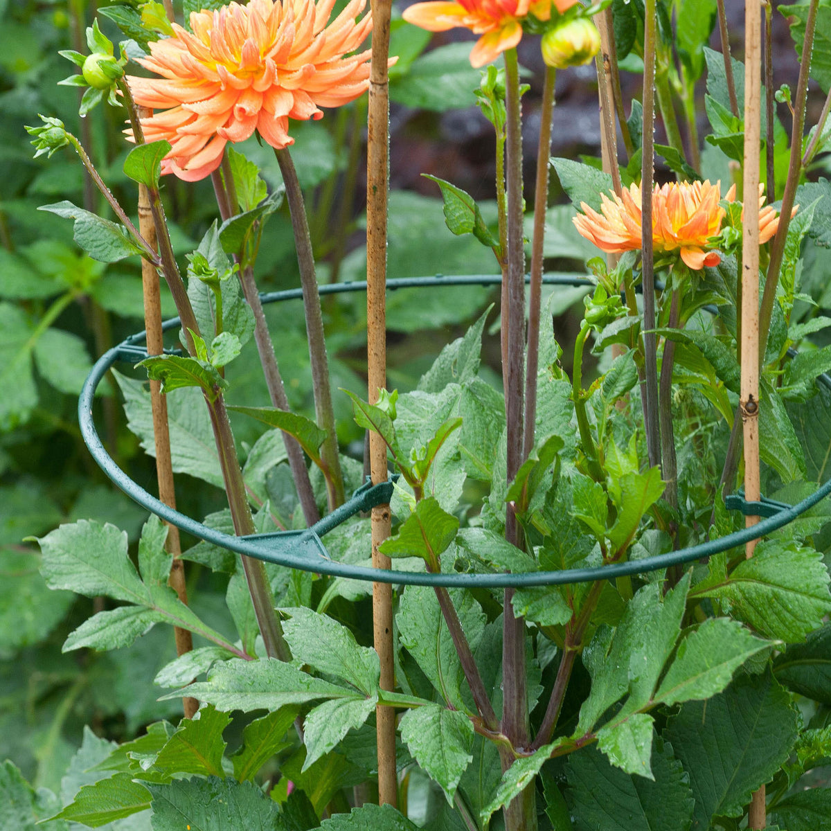 Plant support - Nature