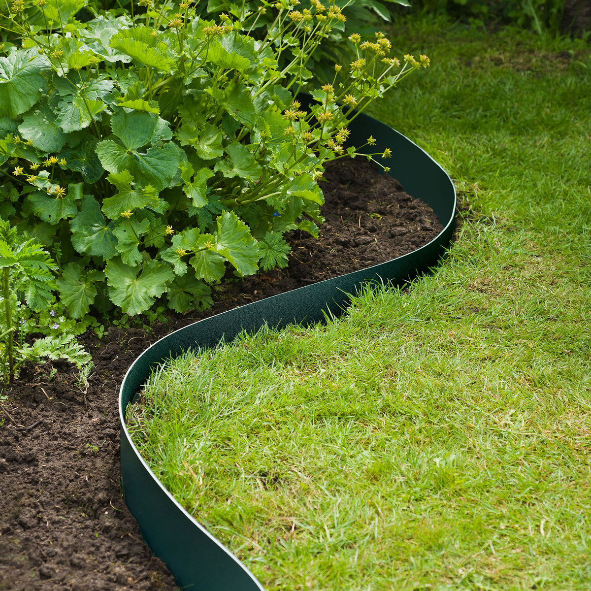 Nature Border edge Green