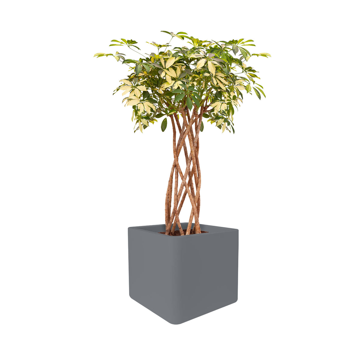 Elho flower pot Pure soft brick square concrete grey including wheels - Indoor and outdoor pot