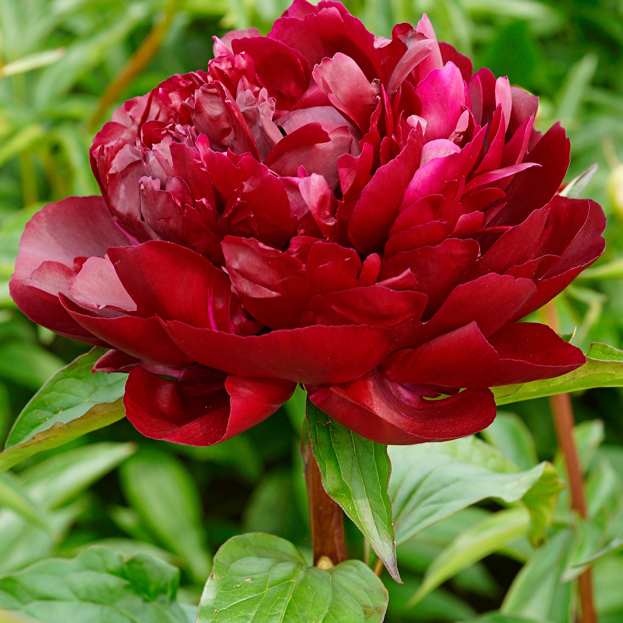 Buy hardy perennial Peonies Paeonia Armani red Bare rooted