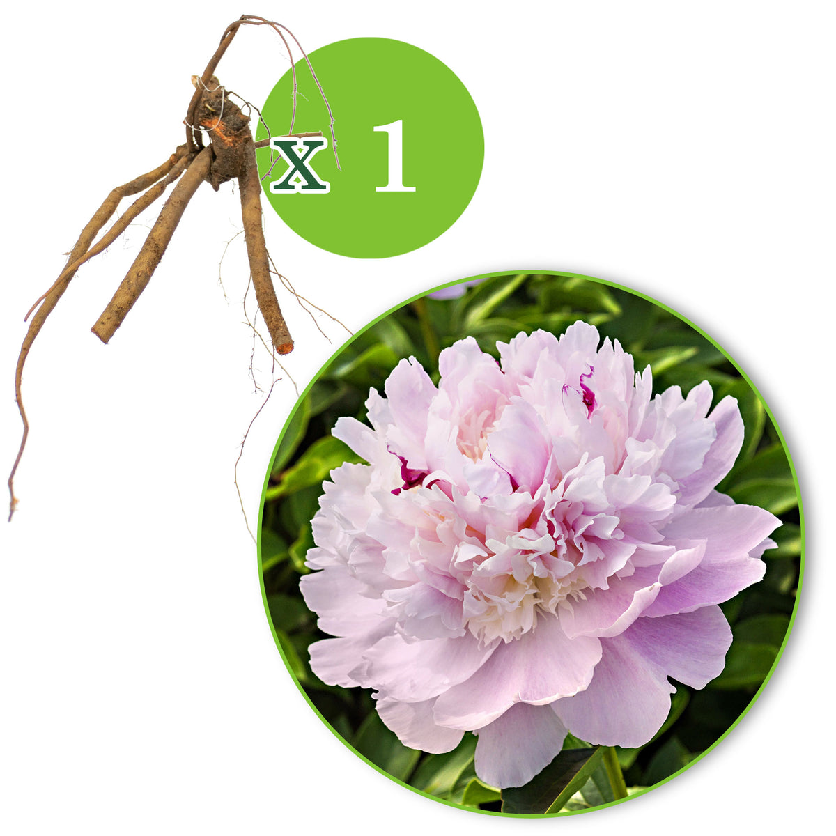 Peonies Paeonia 'Eden's Parfume' pink - Bare rooted - Hardy plant