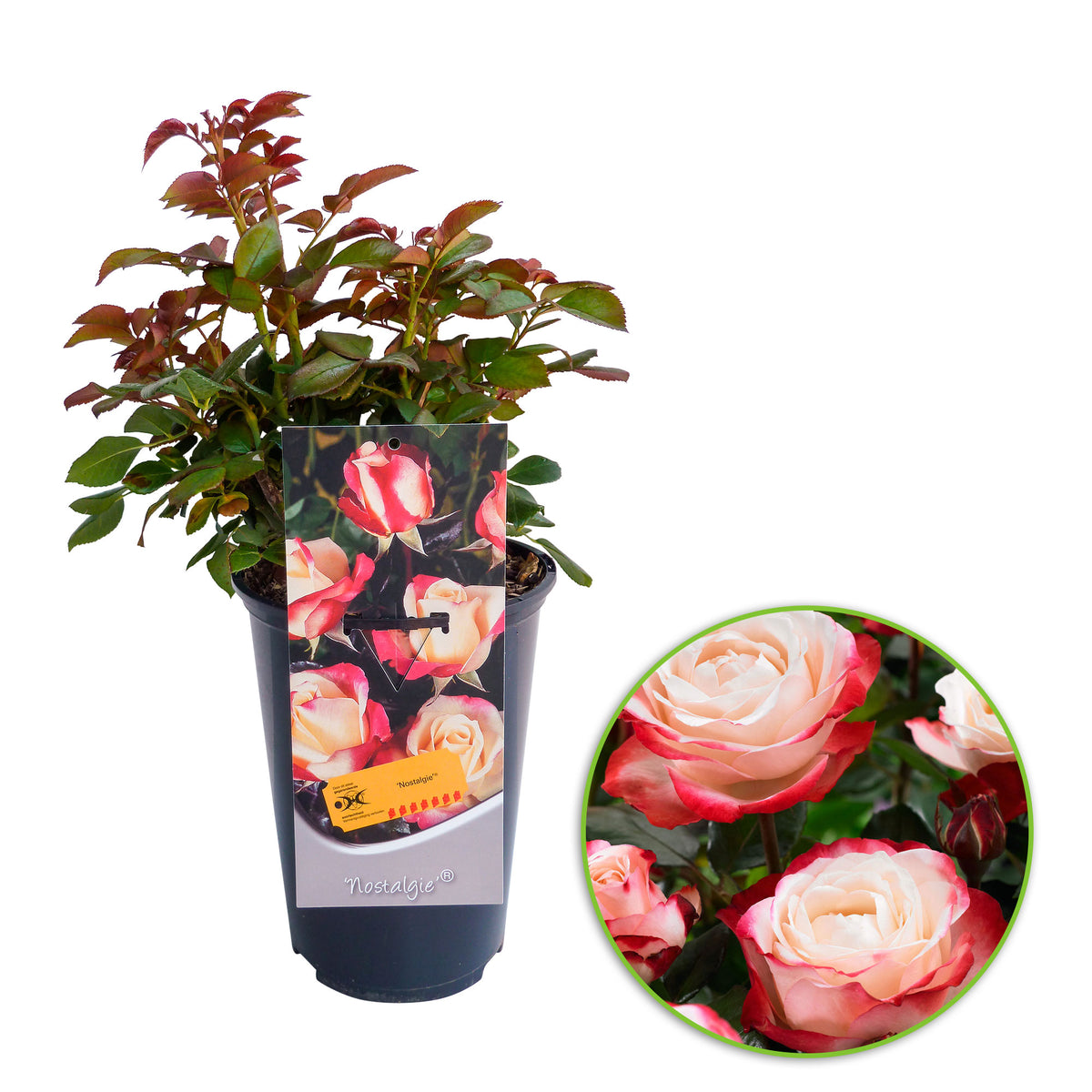 Rosa 'Nostalgie'® Large-flowered rose Cream-Pink - Hardy plant