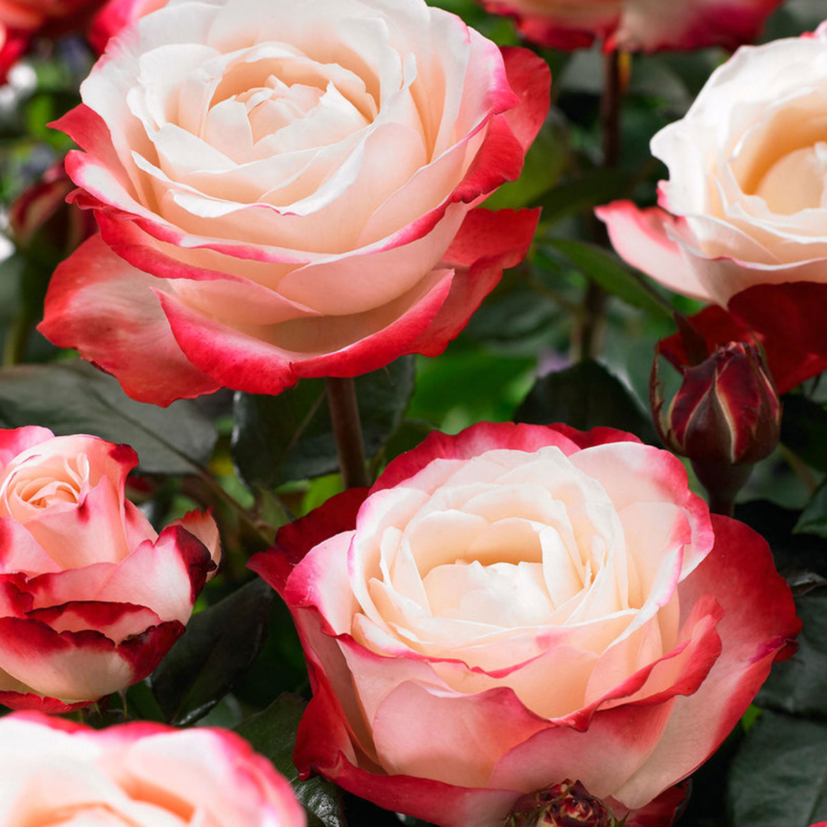 Rosa 'Nostalgie'® Large-flowered rose Cream-Pink - Hardy plant
