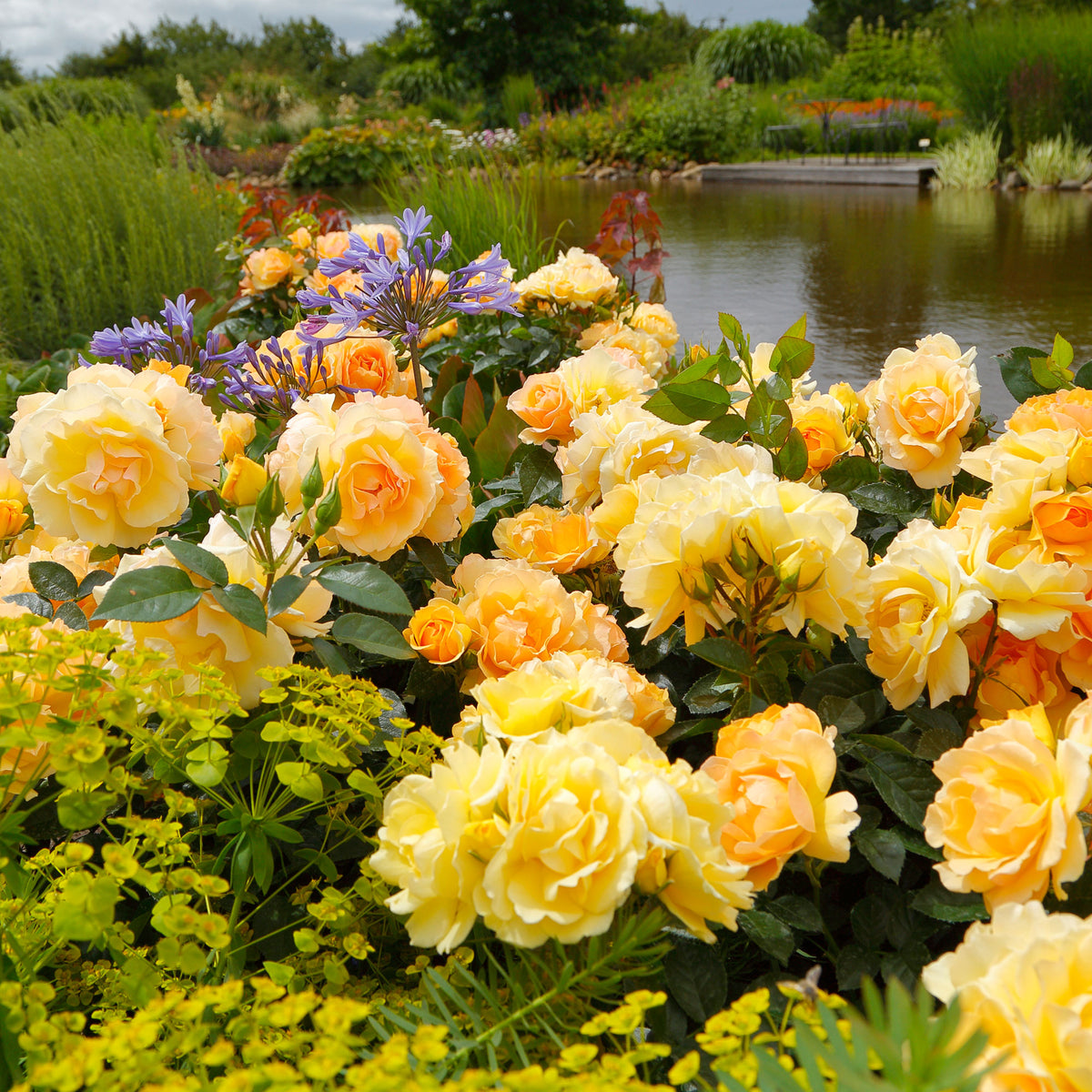 Large-flowered rose Rosa 'Hansestadt Rostock'® Orange - Hardy plant