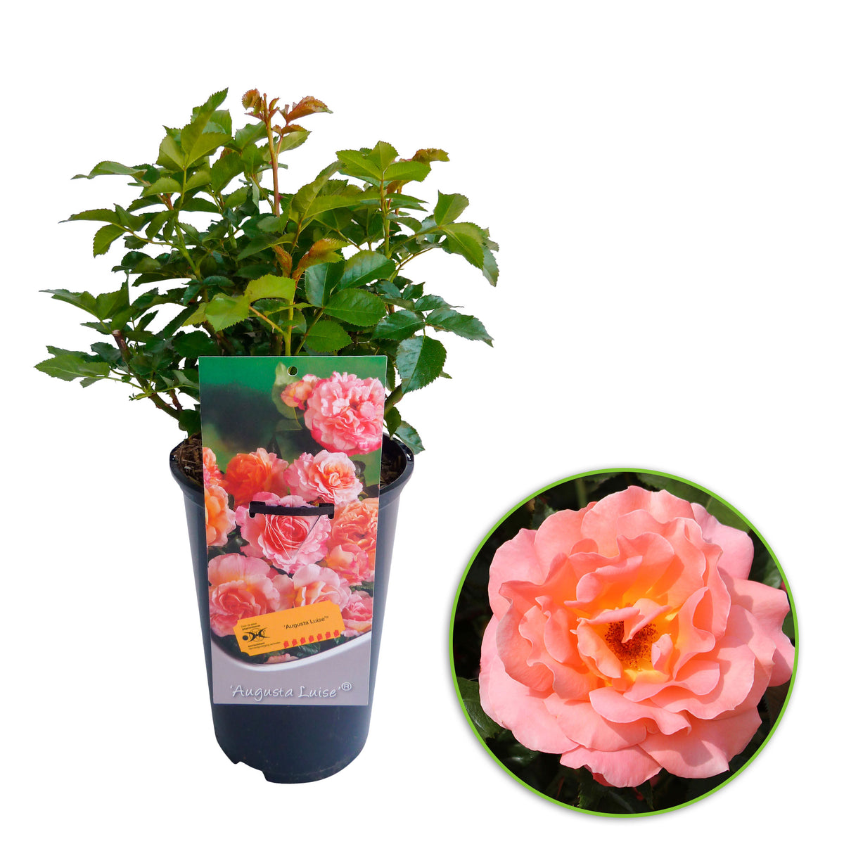 Large-flowered rose Rosa 'Augusta Luise'® Orange-Pink - Hardy plant