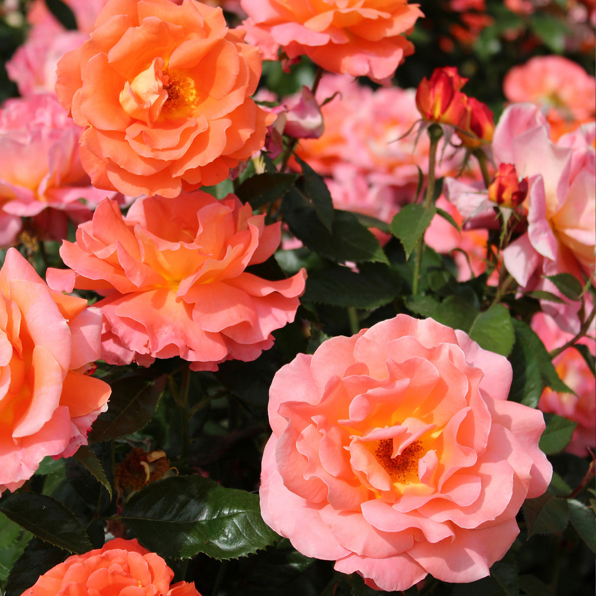 Large-flowered rose Rosa 'Augusta Luise'® Orange-Pink - Hardy plant