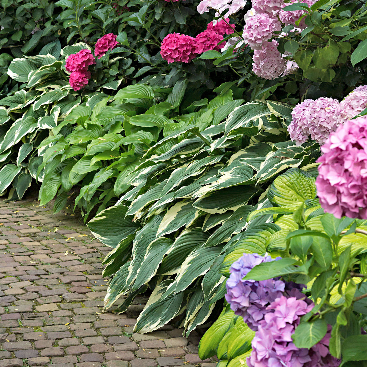 3 Hosta 'Colourful Shadow' - Bare rooted - Hardy plant