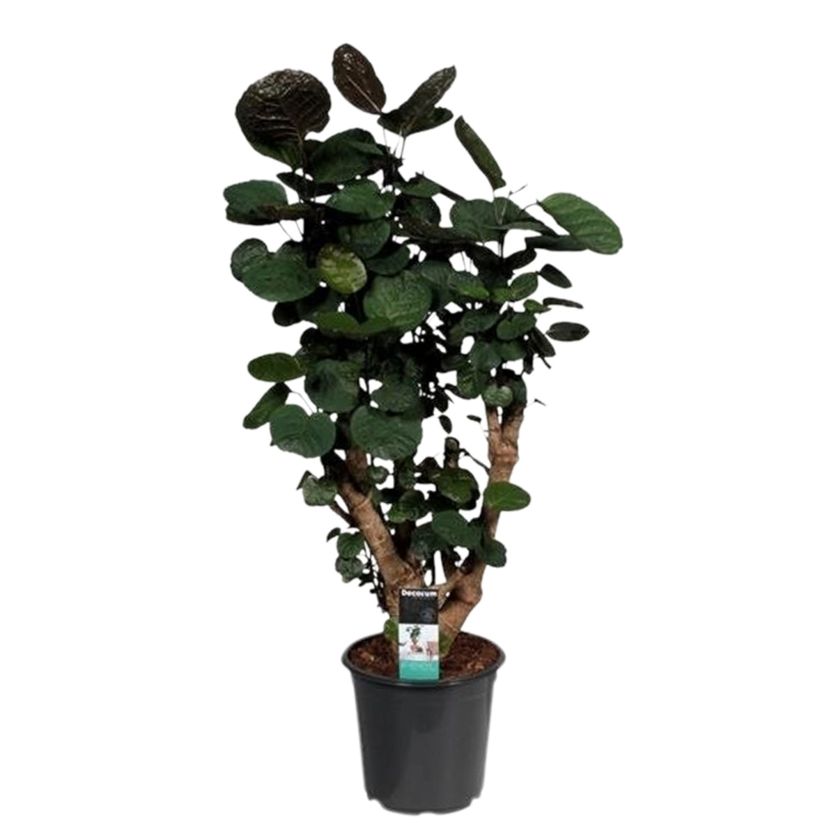 Polyscias 'Fabian' XL