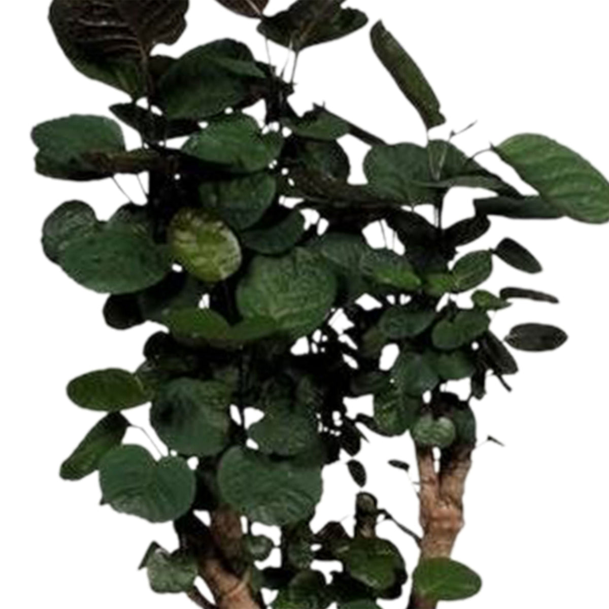 Polyscias 'Fabian' XL