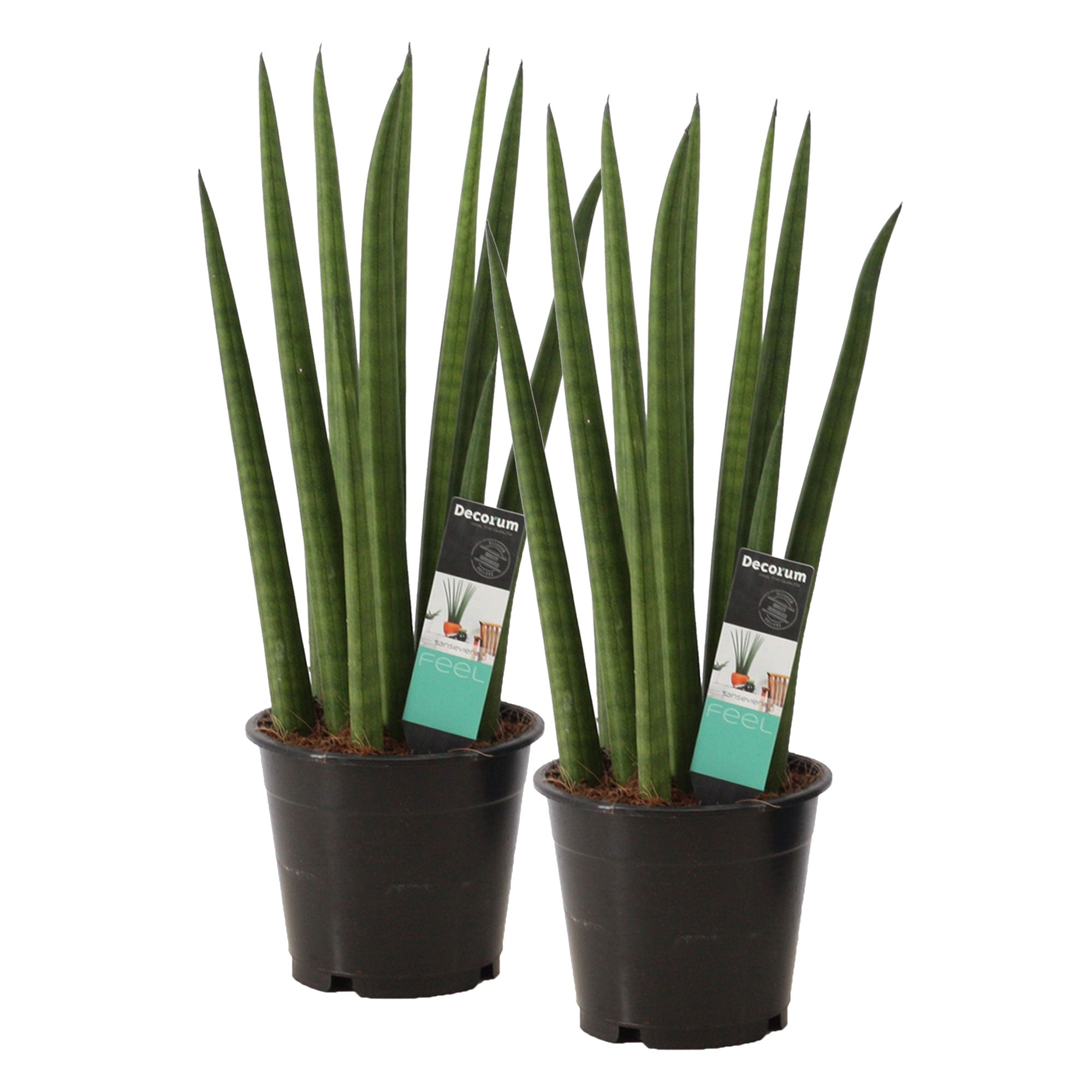 sansevieria cylindrica rocket Buy house plants now 2x Snake plant Sansevieria 'Rocket'