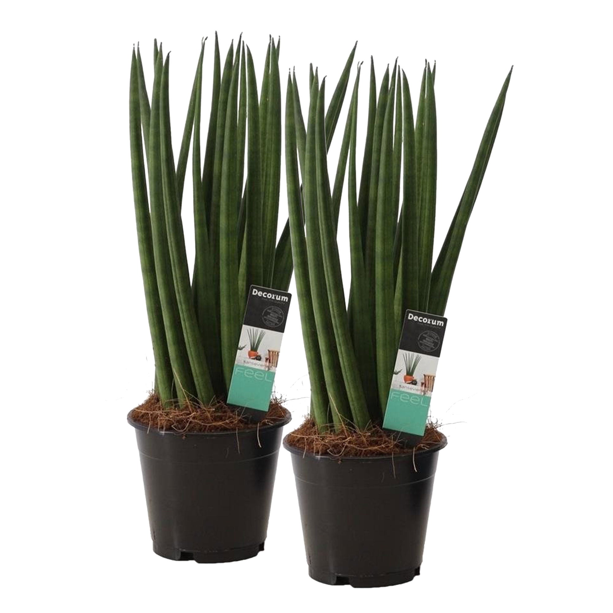 spaghetti snake plant 2x Snake plant Sansevieria 'Spaghetti'