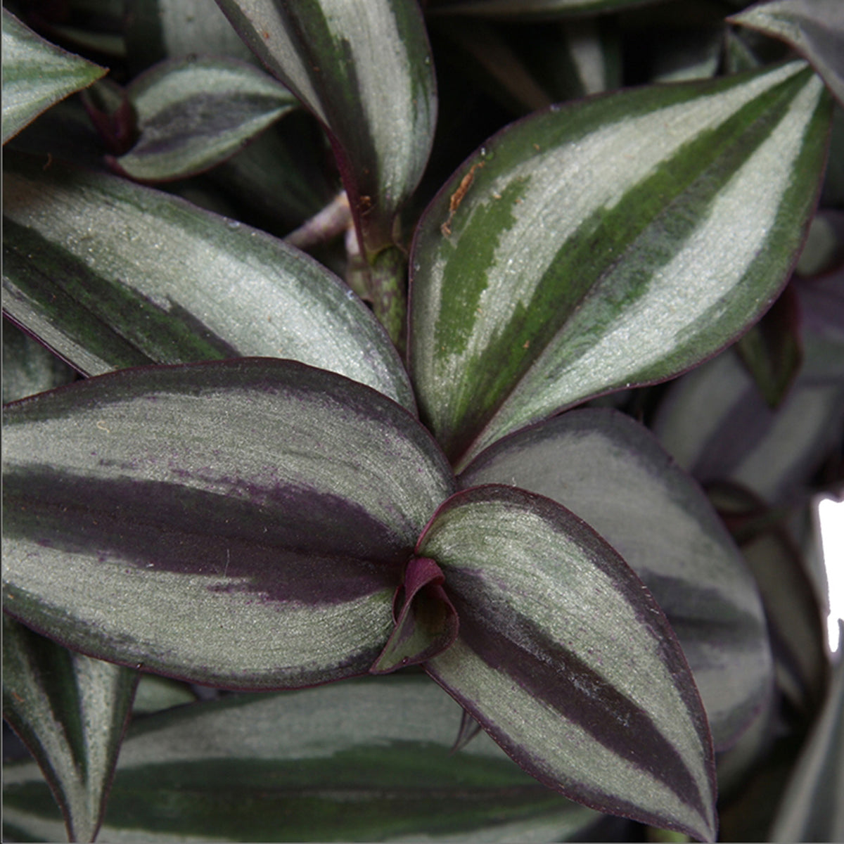 Spiderwort Tradescantia zebrina 'Purpusii' - Hanging plant