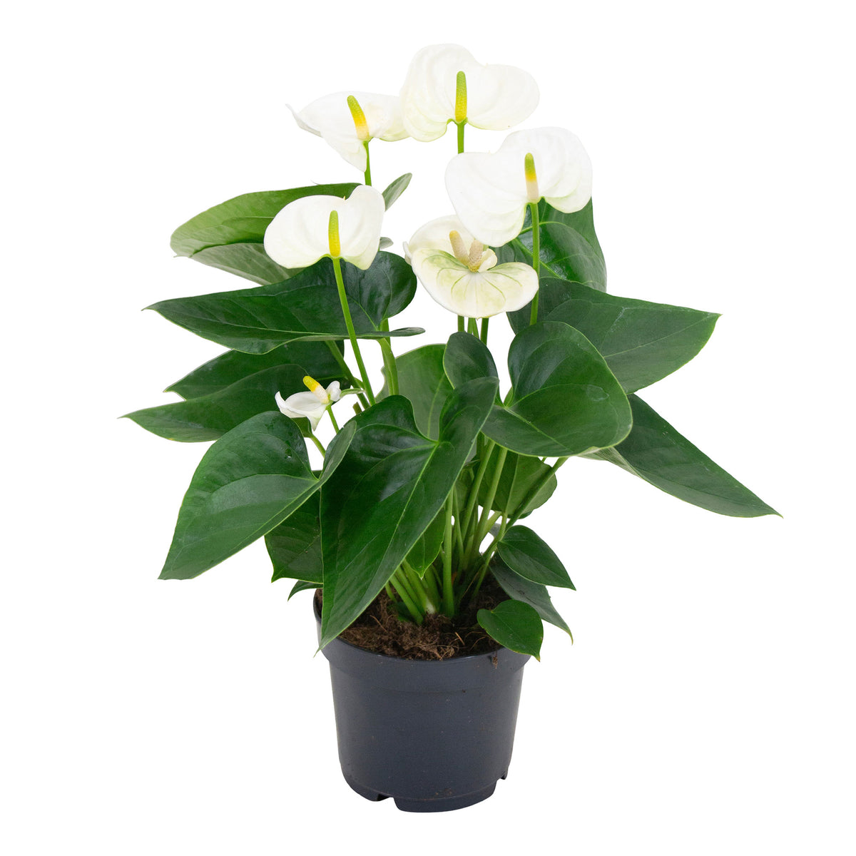 Flamingo plant Anthurium andreanum White