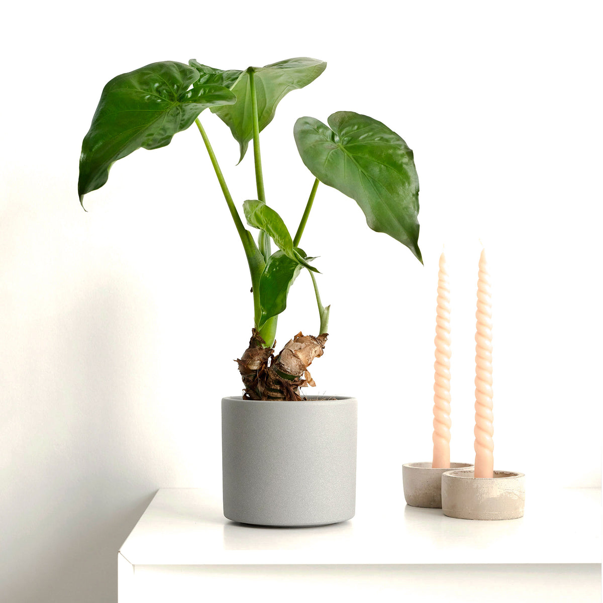 Elephant's ear Alocasia cucullata on stem
