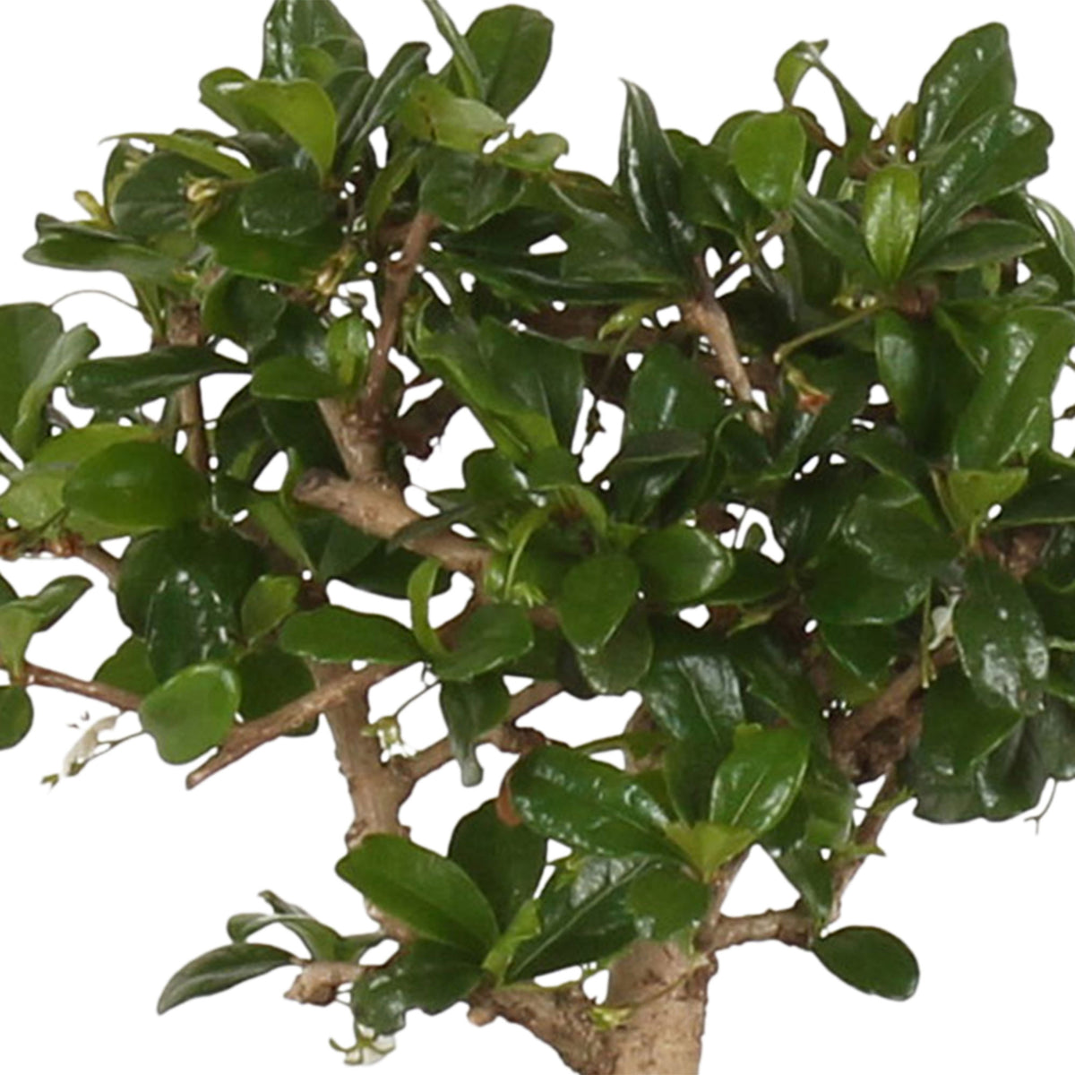 Bonsai Carmona Ball-Shape incl. decorative pot