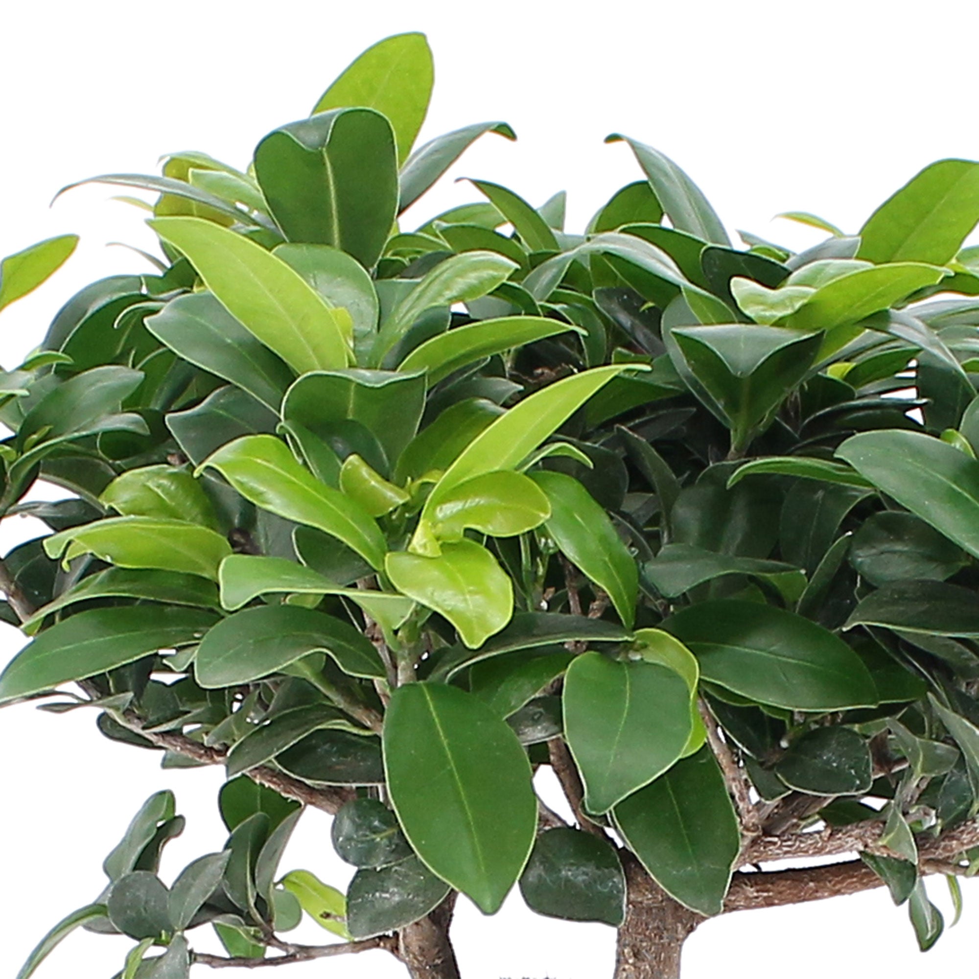 Ficus ginseng ( BonzaÏ ) – EshopJackyRubino