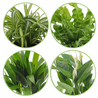 4x Air-purifying plants - Mix