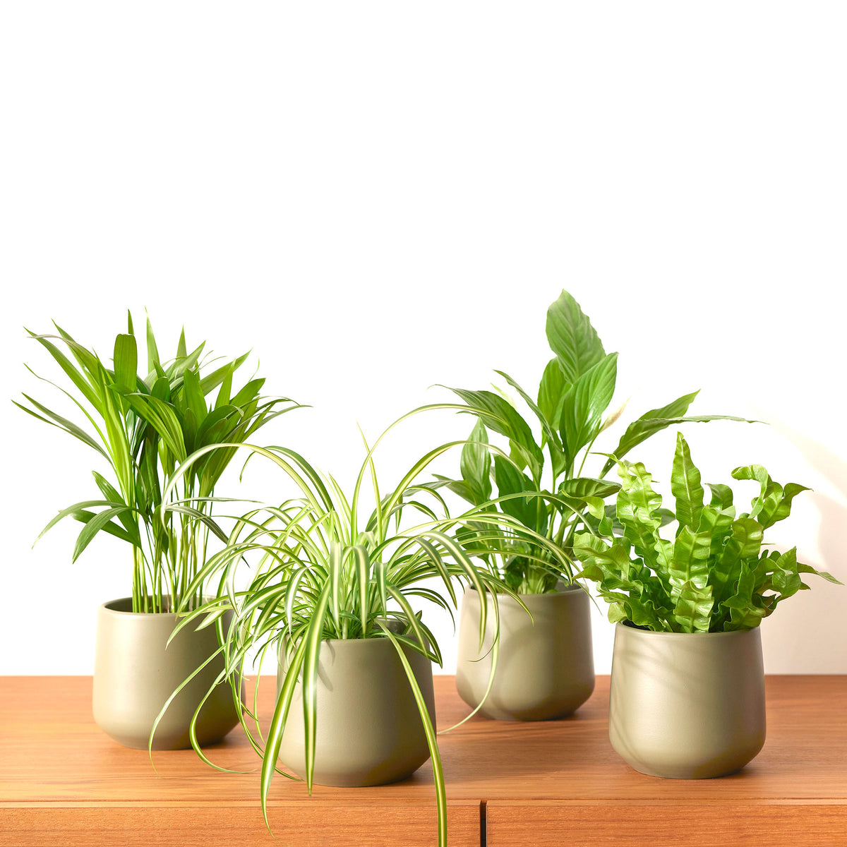 4x Air-purifying plants - Mix