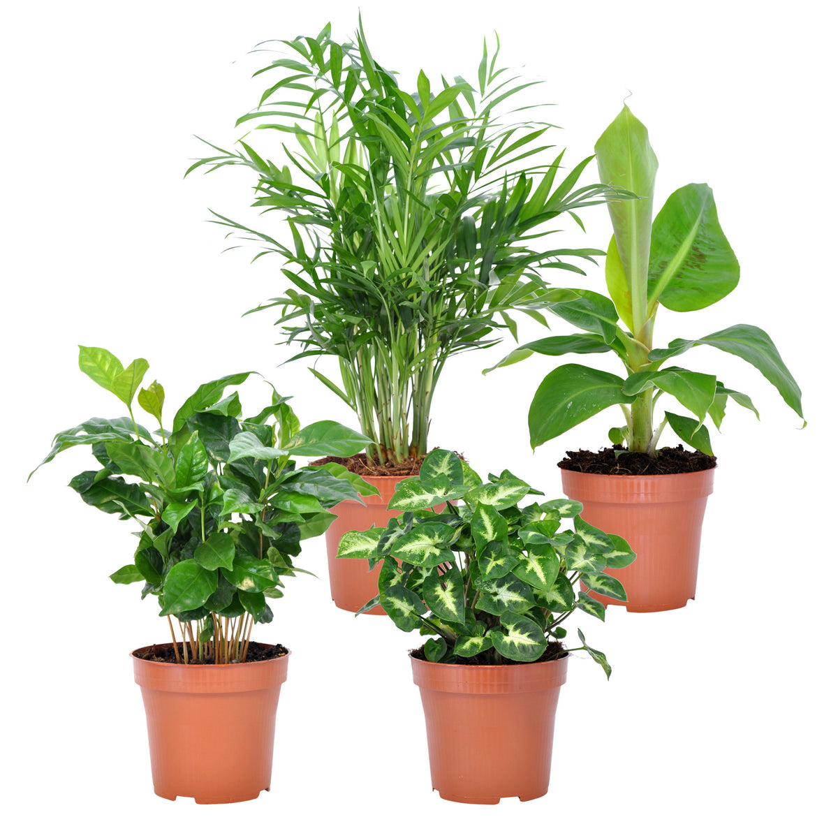 4x Tropical houseplants - Mix 'Fresh'