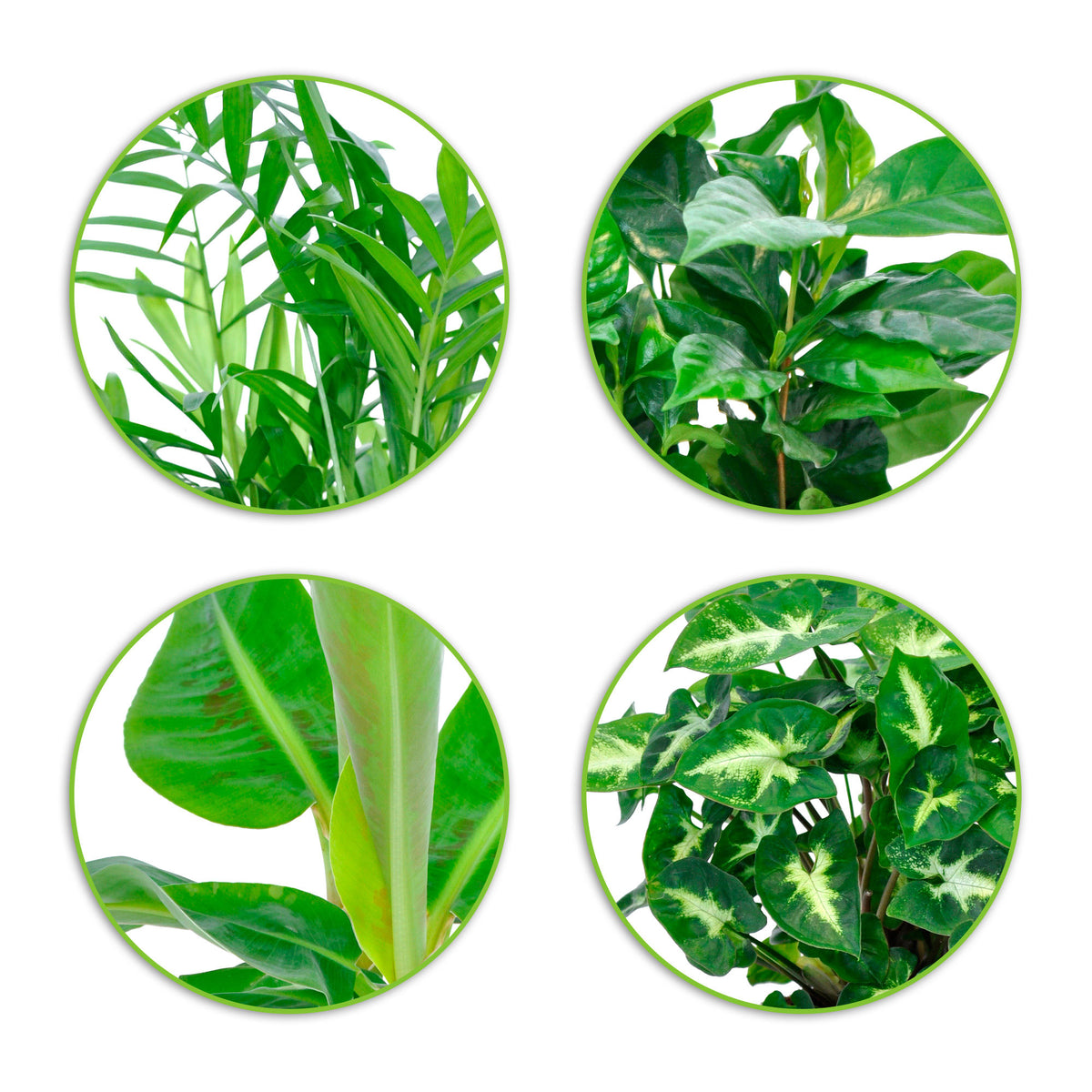 4x Tropical houseplants - Mix 'Fresh'