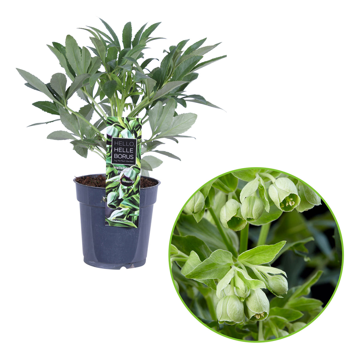 Stinking hellebore Helleborus foetidus Green - Hardy plant