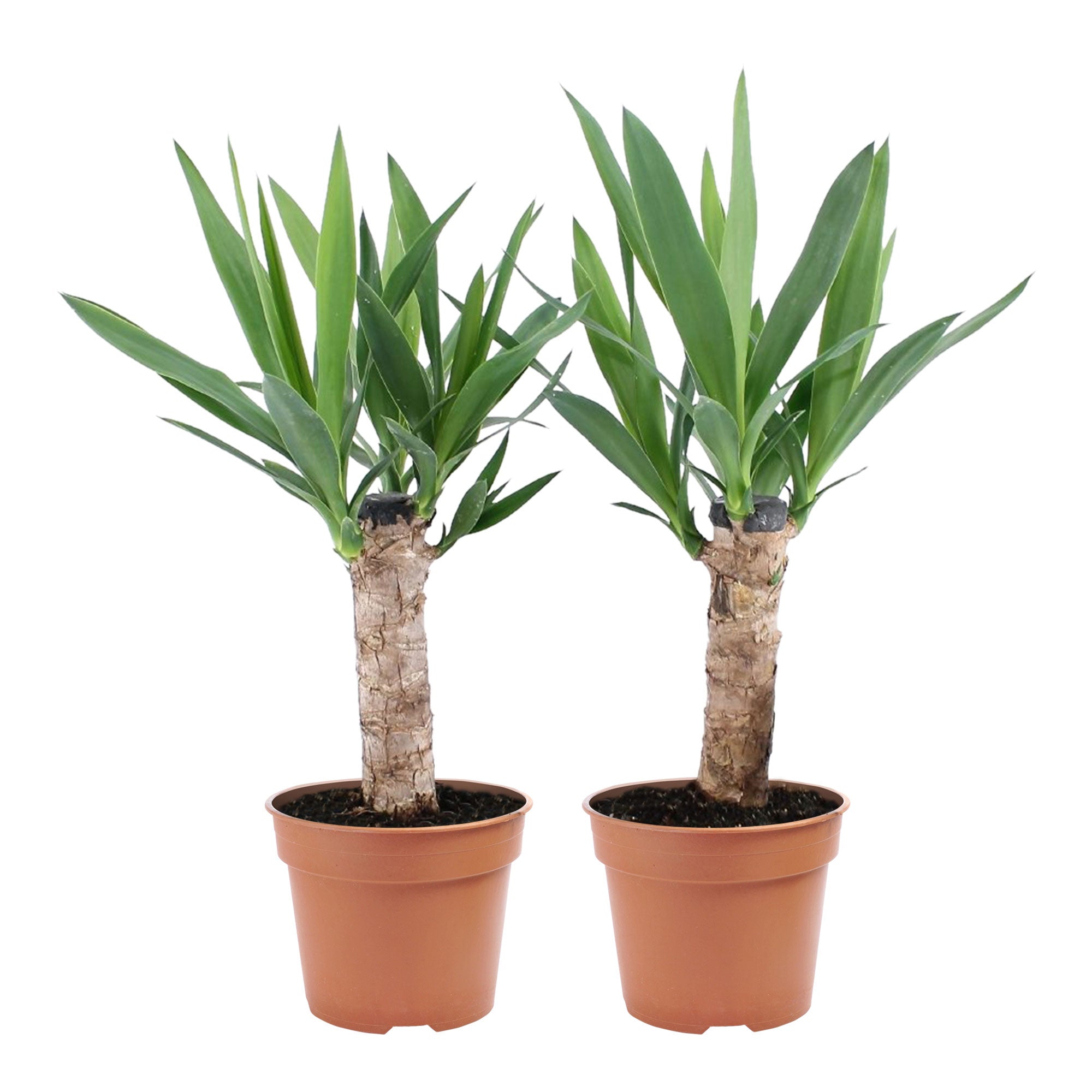 こたつ Yucca Buy house plants now 2x Yucca Yucca elephantipes | Bakker.com