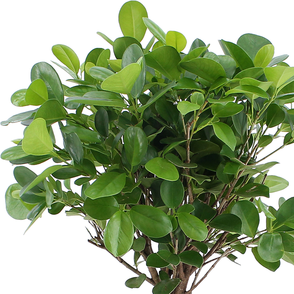 Ficus microcarpa 'Moclame' on stem