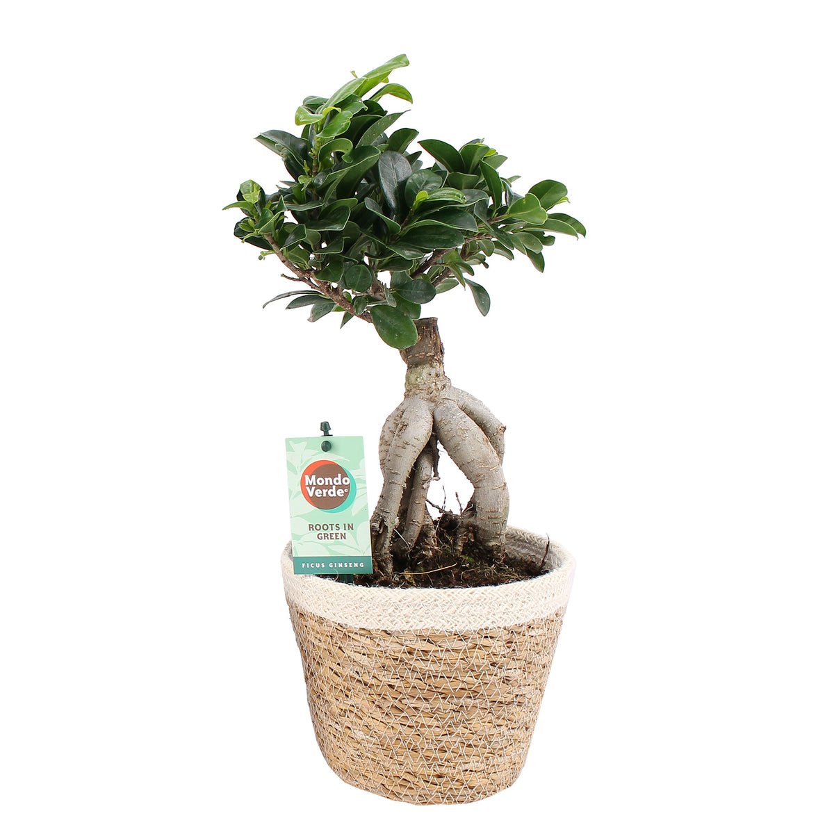 Bonsai fig Ficus microcarpa 'Ginseng' XL including basket
