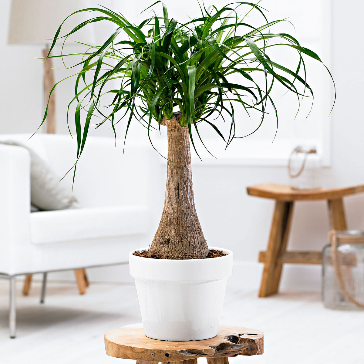 Ponytail palm Beaucarnea recurvata on stem