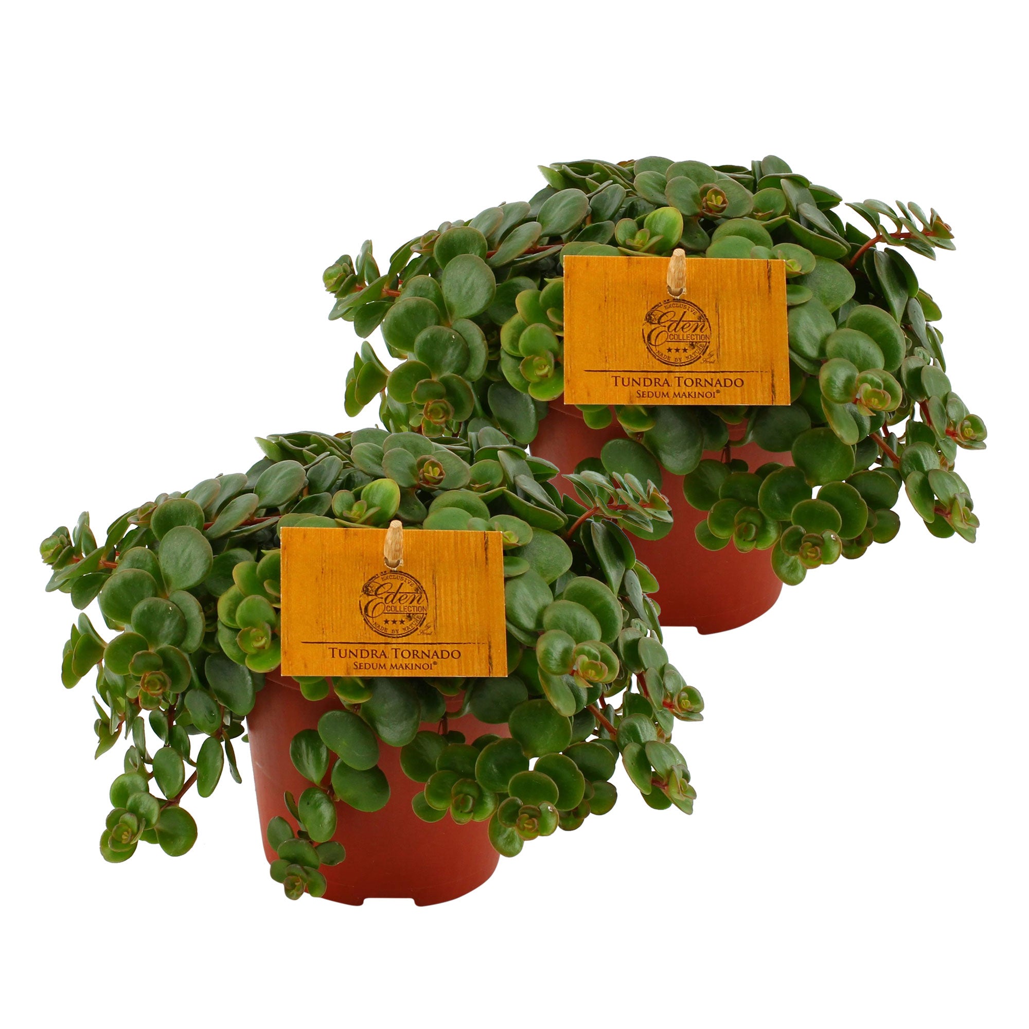 Buy house plants now 2x Sedum 'Tornado'