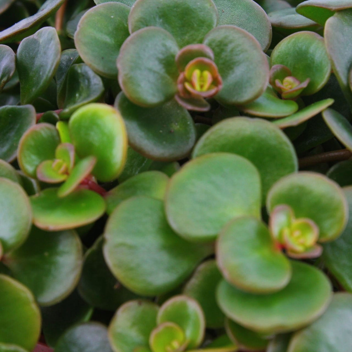 2x Sedum 'Tornado'