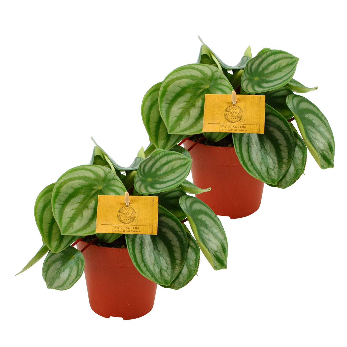 2x Pepper plant Peperomia argyreia