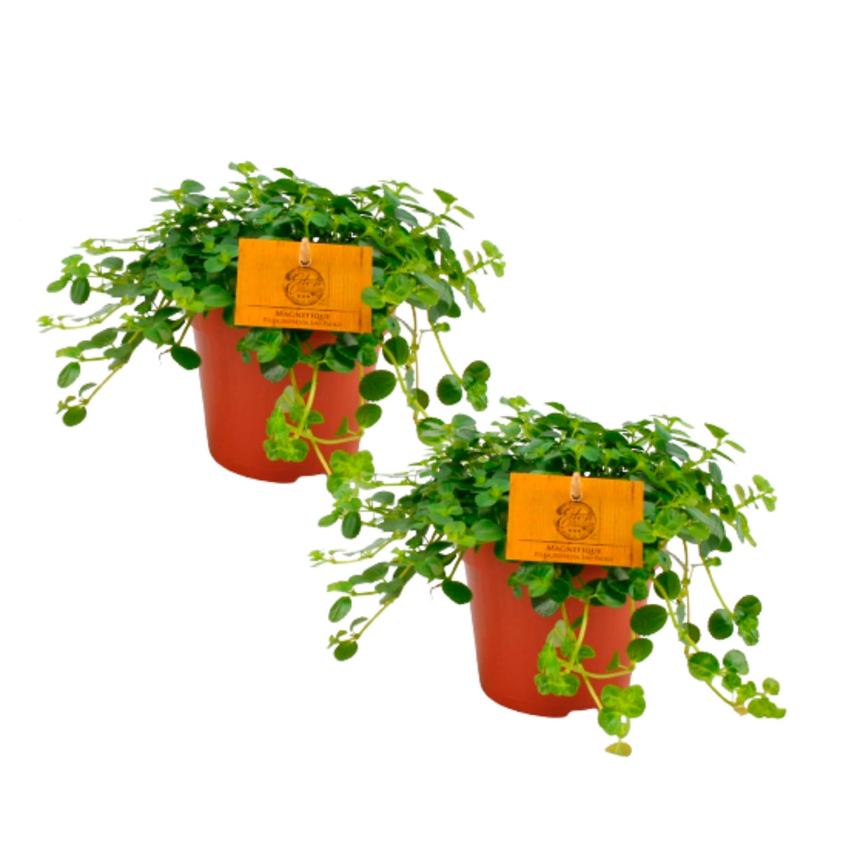 2x Pilea depressa 'Sao Paulo'