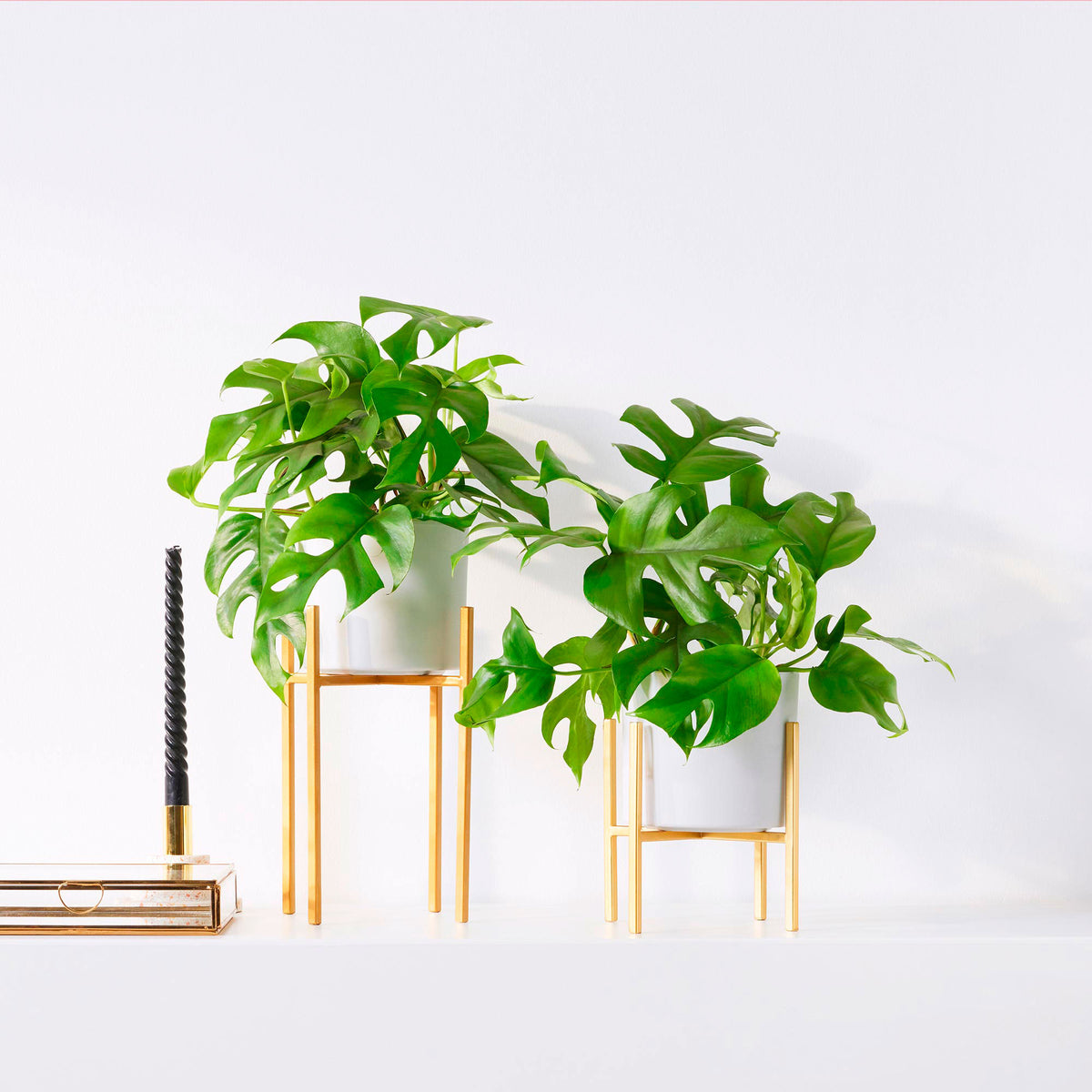 2x Swiss cheese plant Monstera minima