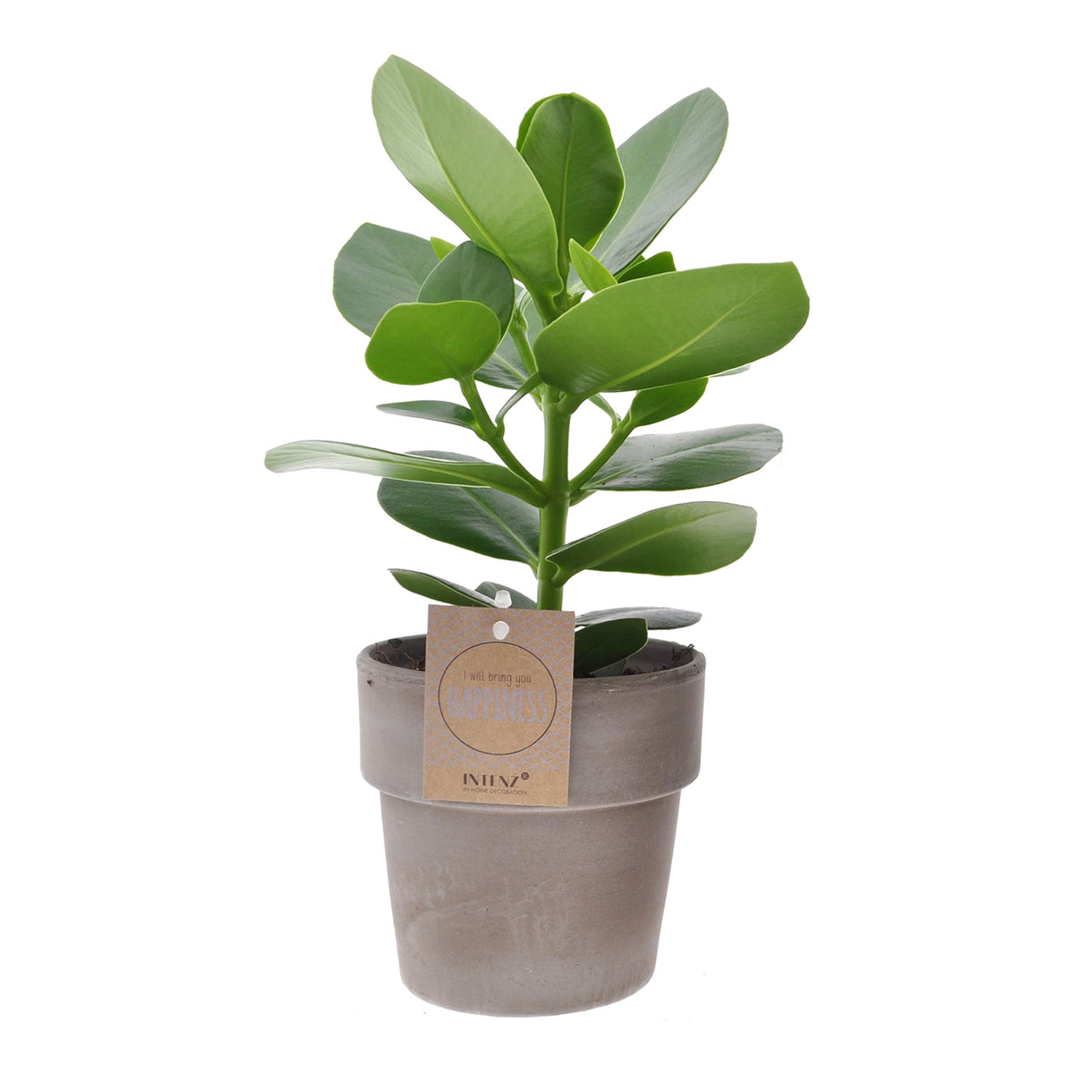 Clusia 'Princess'