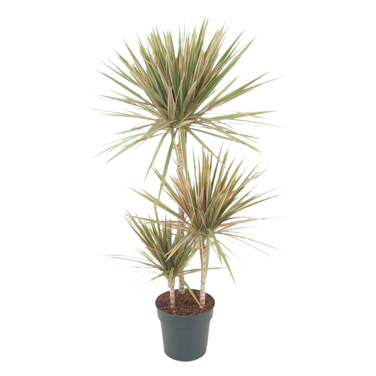 Dragon Tree Dracaena 'Bicolor'