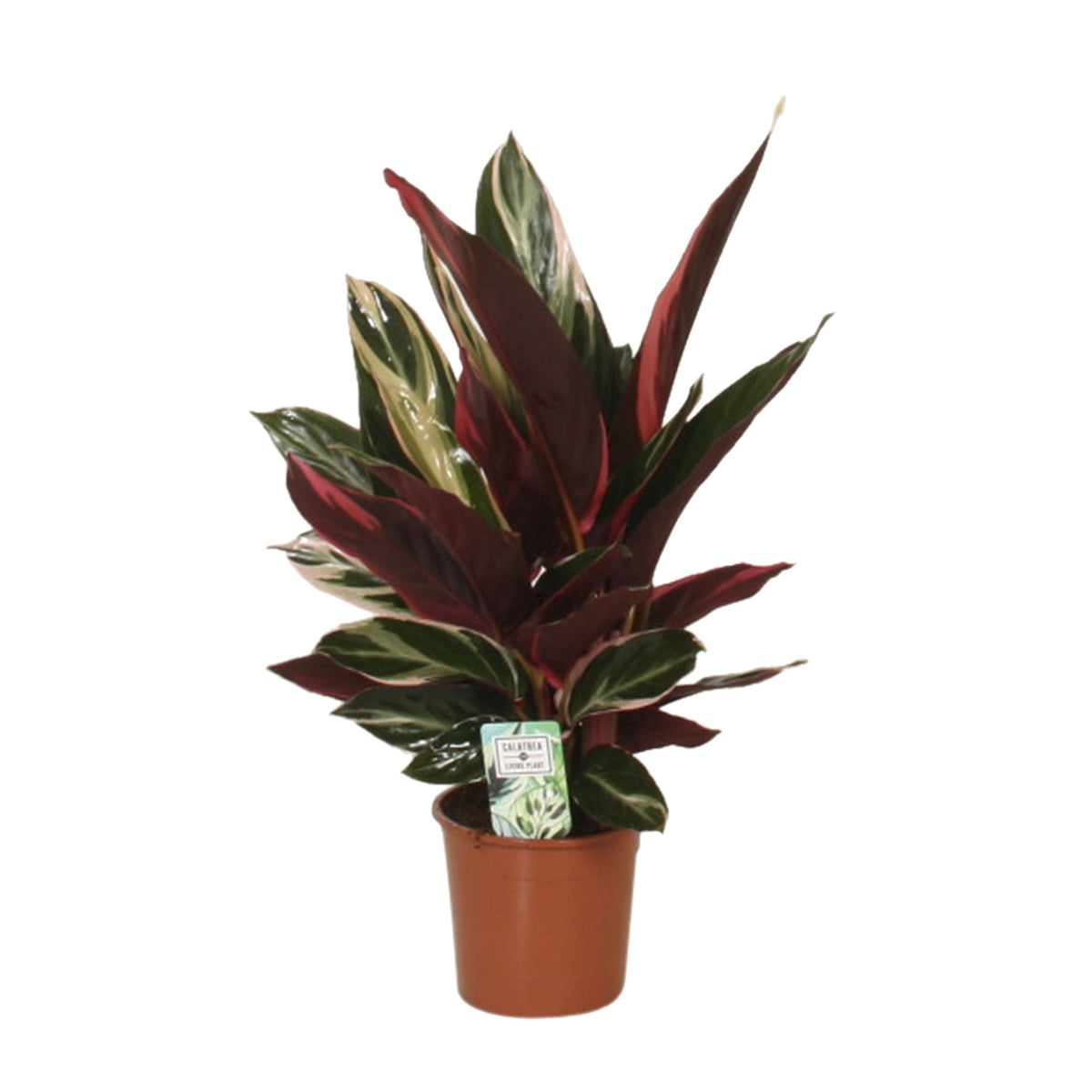 Calathea Stromanthe 'Triostar'