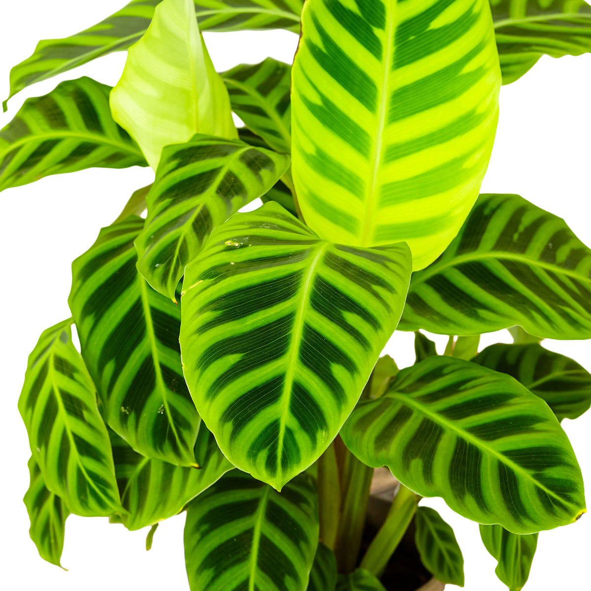 Zebra Plant Calathea zebrina