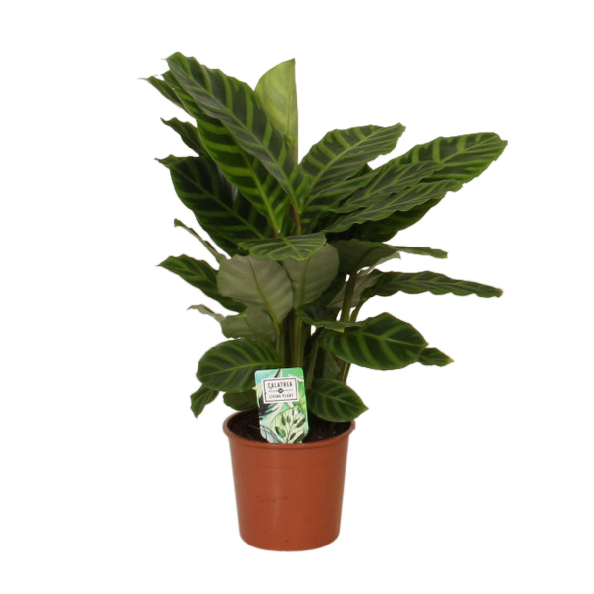 Zebra Plant Calathea zebrina