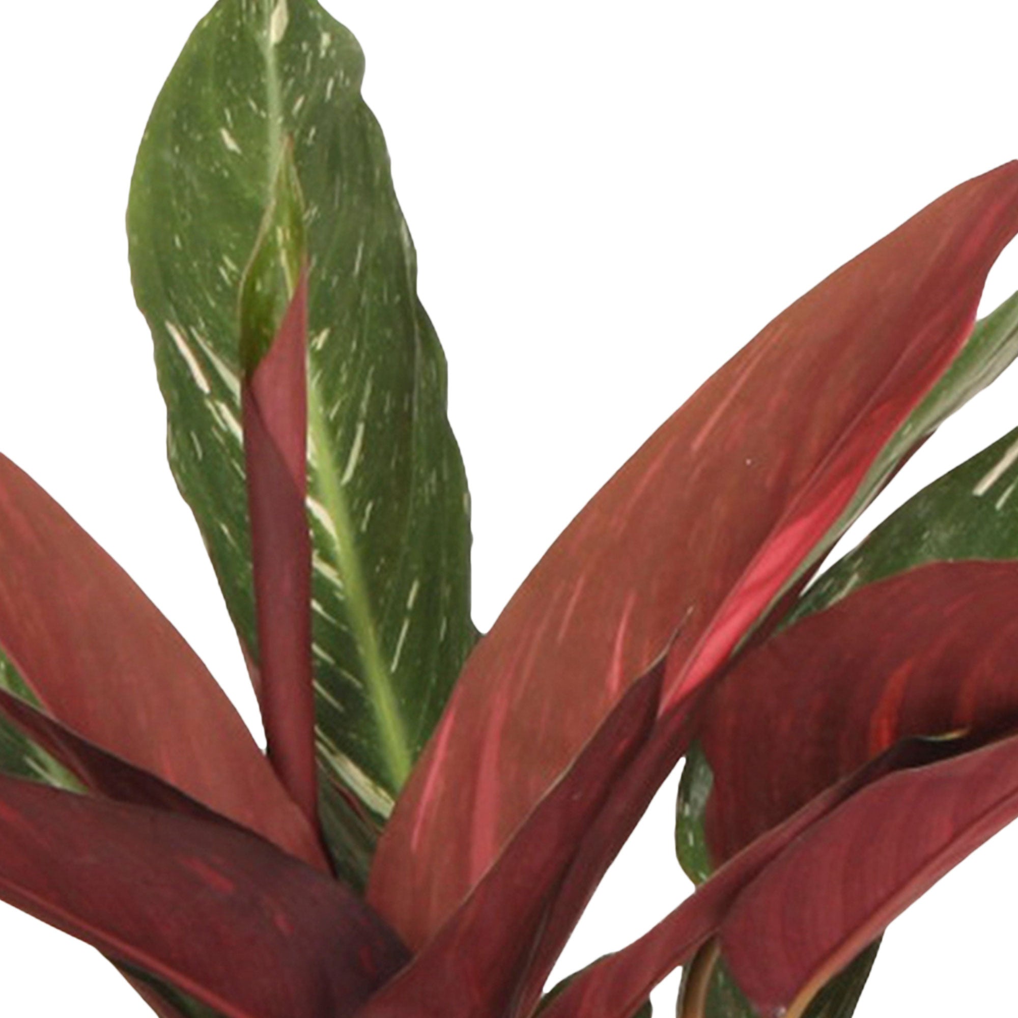 Buy house plants now Calathea Stromanthe 'Magicstar'