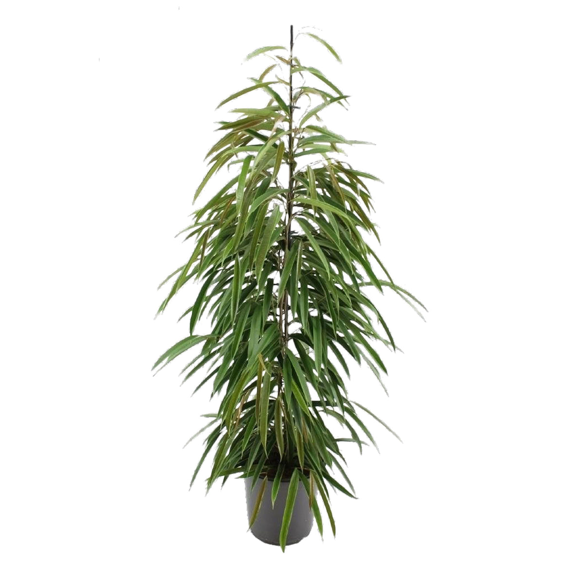 Ficus binnendijkii 'Alii'