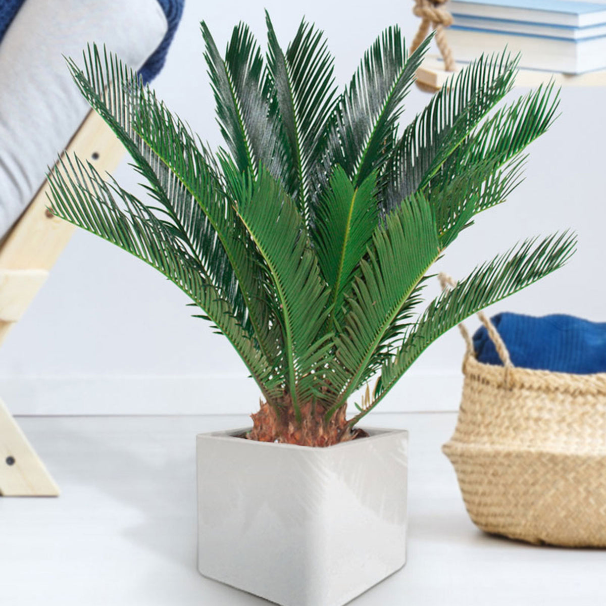 Sago palm Cycas revoluta