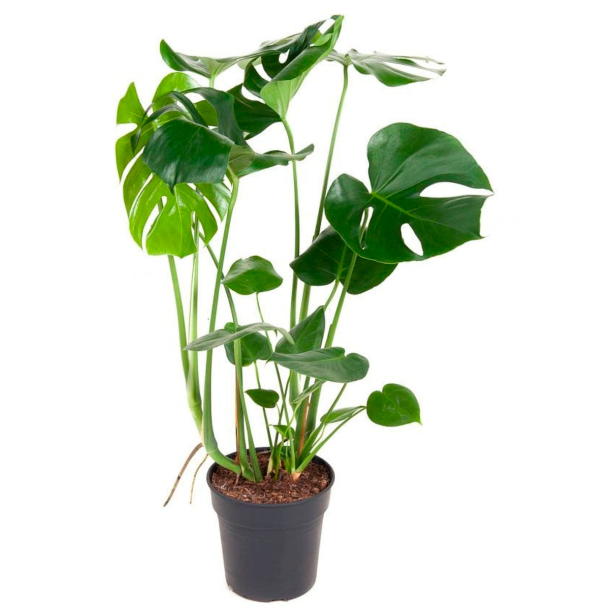 Swiss cheese plant Monstera deliciosa