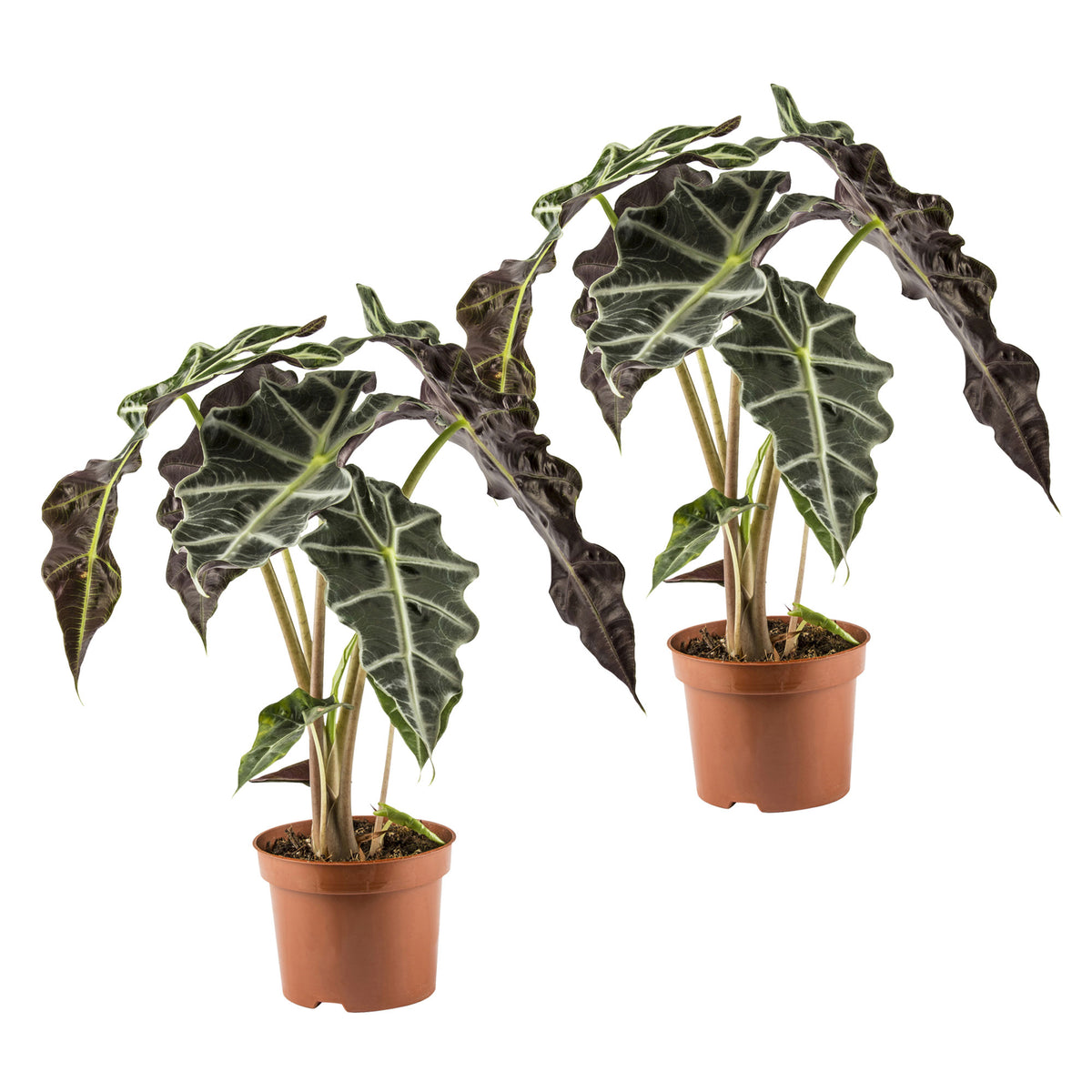 2x Elephant's ear Alocasia 'Polly'