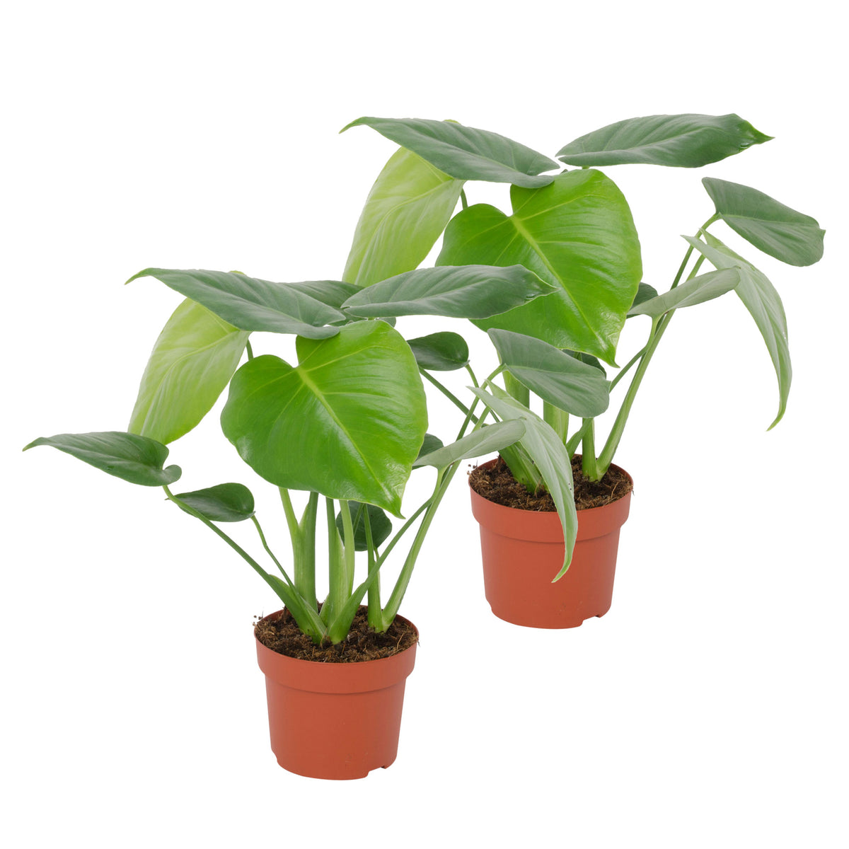 Swiss cheese plant Monstera deliciosa