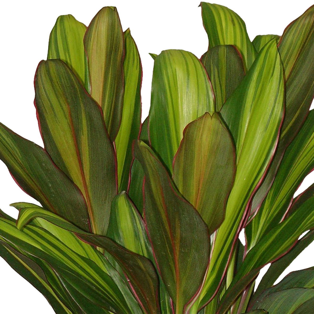 Ti Plant Cordyline 'Kiwi'