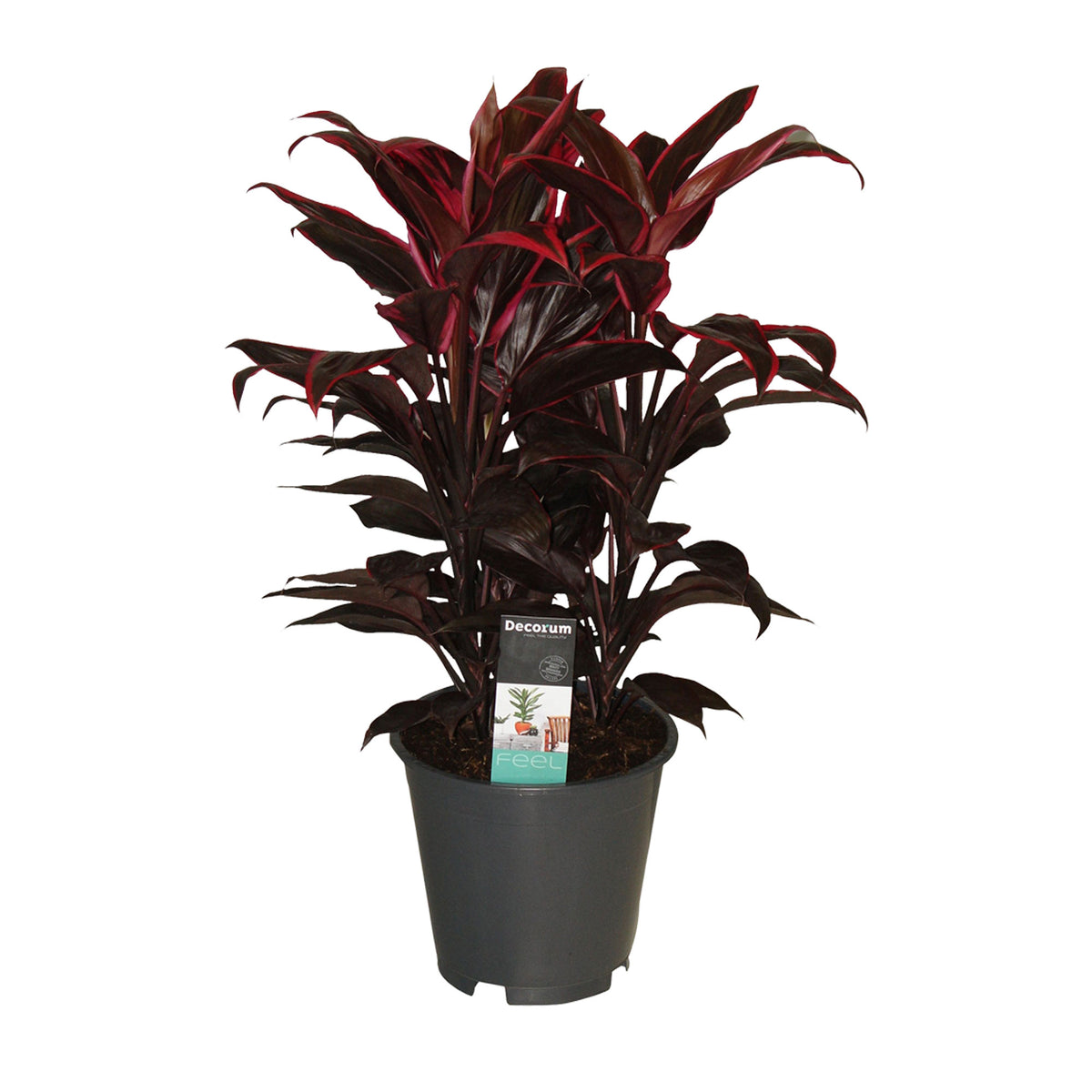 Ti Plant Cordyline 'Mambo'
