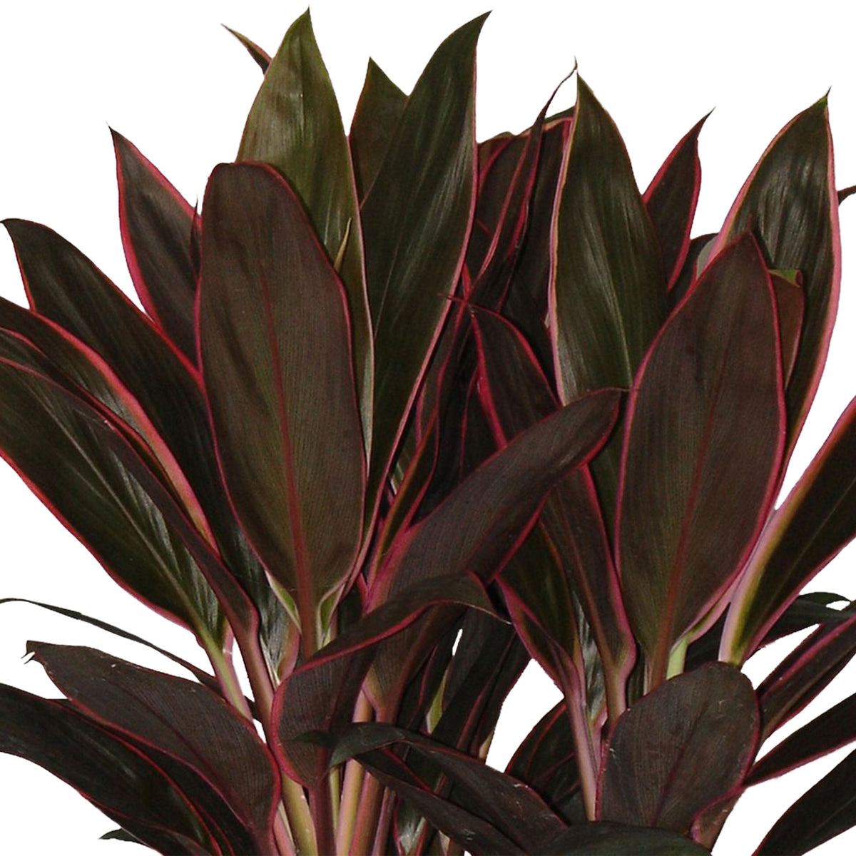 Ti Plant Cordyline 'Rumba'