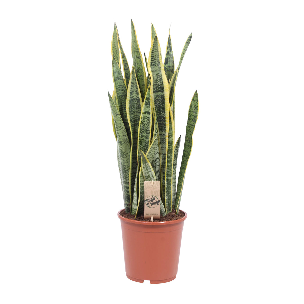 Snake plant Sansevieria 'Laurentti' XL