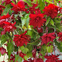 5x Begonia pendula 'Scarlet' red Red